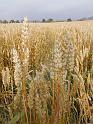 Harvest Time